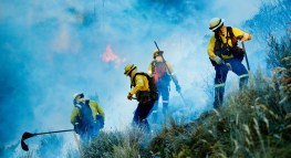 Beneficios Tributarios Disponibles para Víctimas de Desastres Naturales