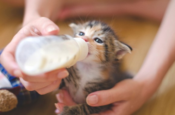 Close-up of someone feeding a kitten with a bottle.