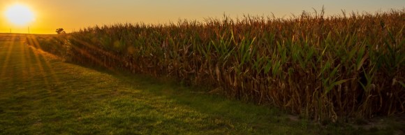 Sunset over corn filed in Iowa